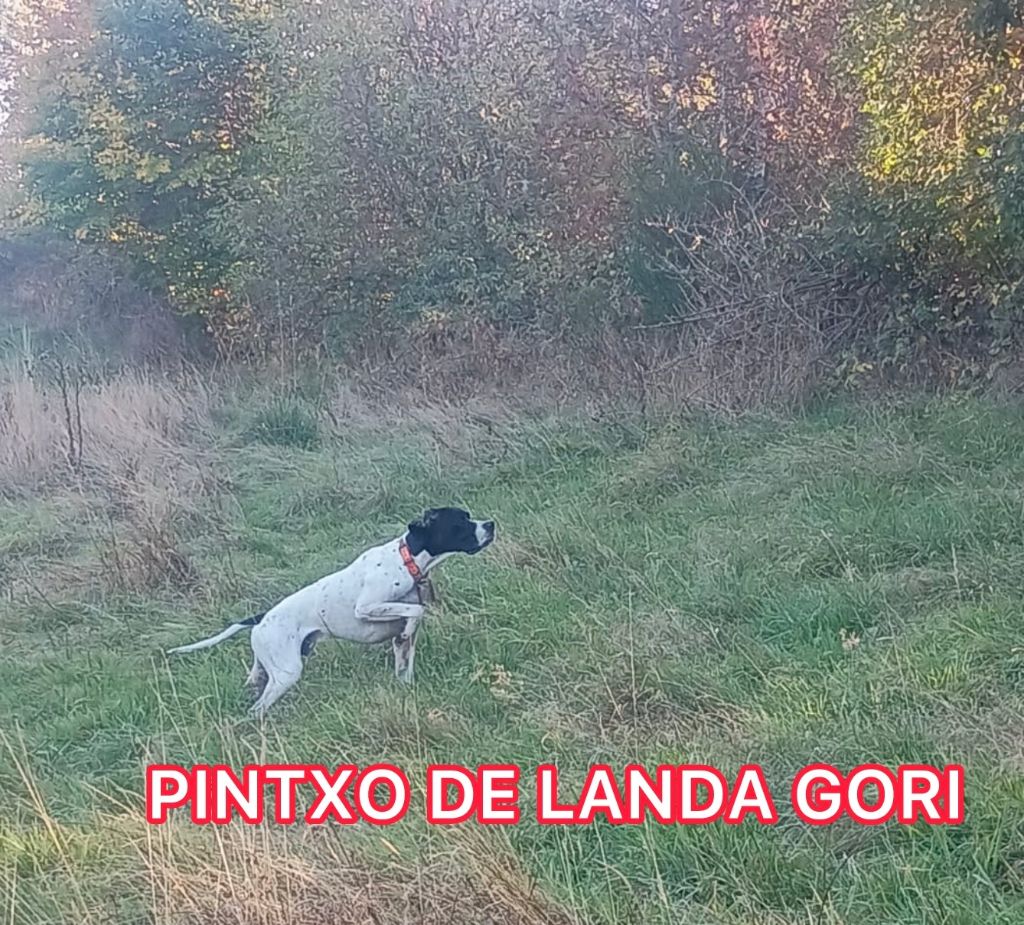 PINTXO DE LANDA GORI/Chasse la bécasse/Ardèche