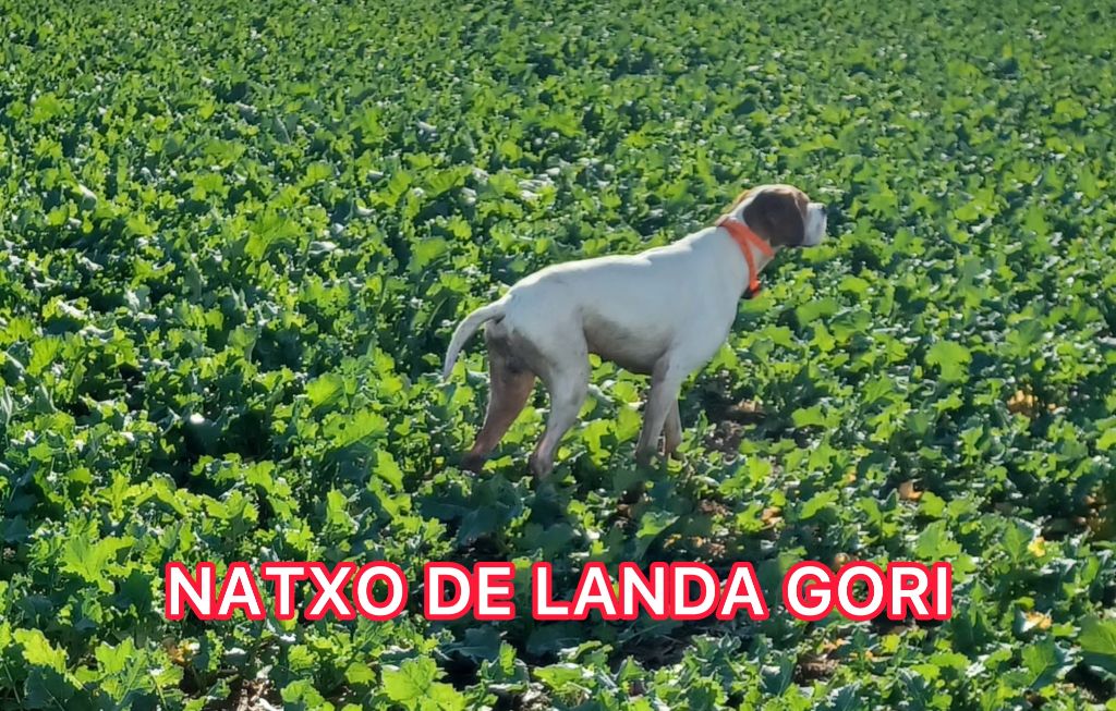 NATXO DE LANDA GORI/Chasse NORD