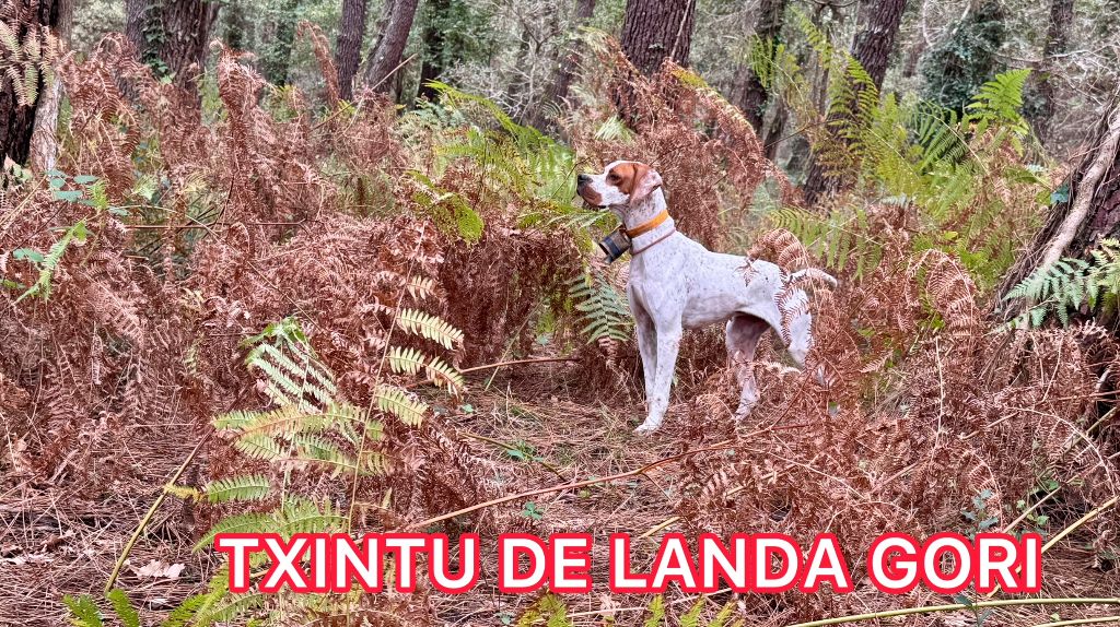 de landa gori - TXINTU DE LANDA GORI/Entraînement chasse pratique/LANDES