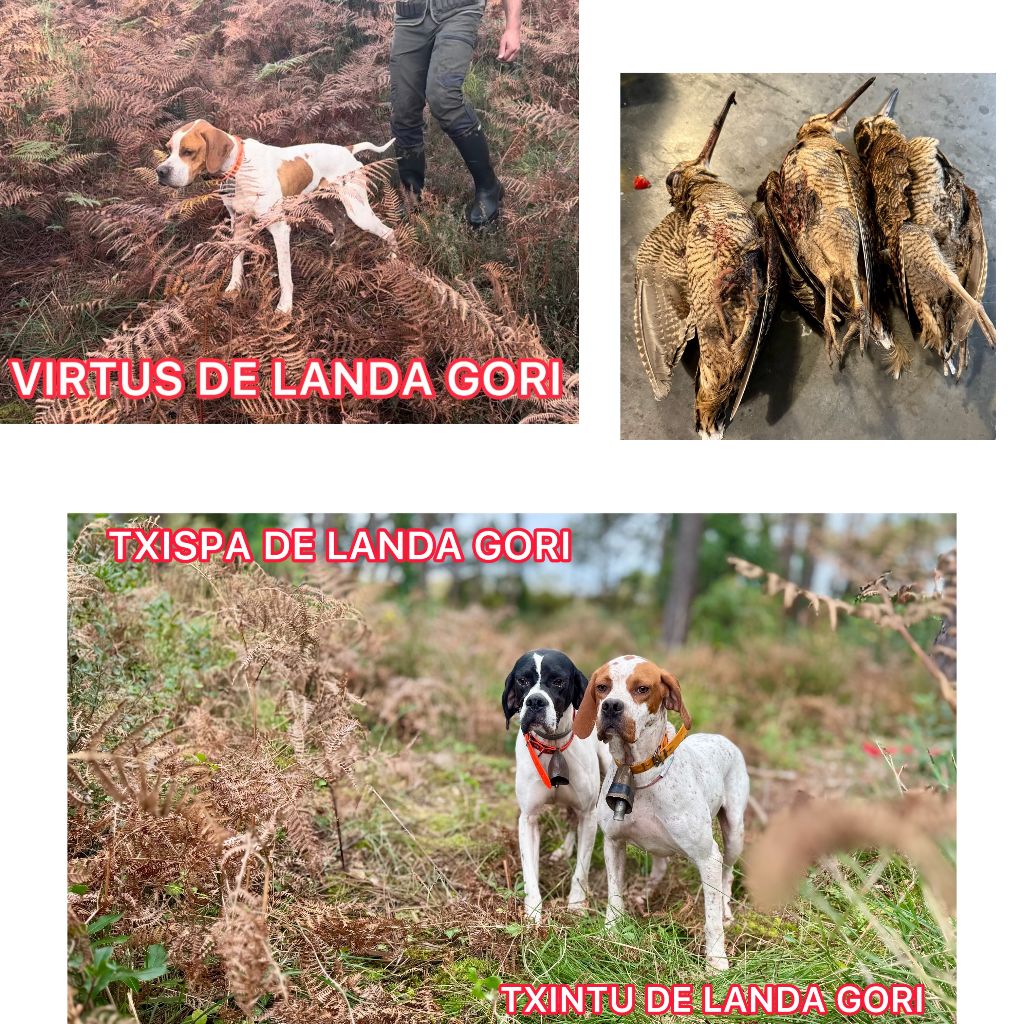 de landa gori - TXINTU TXISPA VIRTUS/Chasses bécasses /LANDES