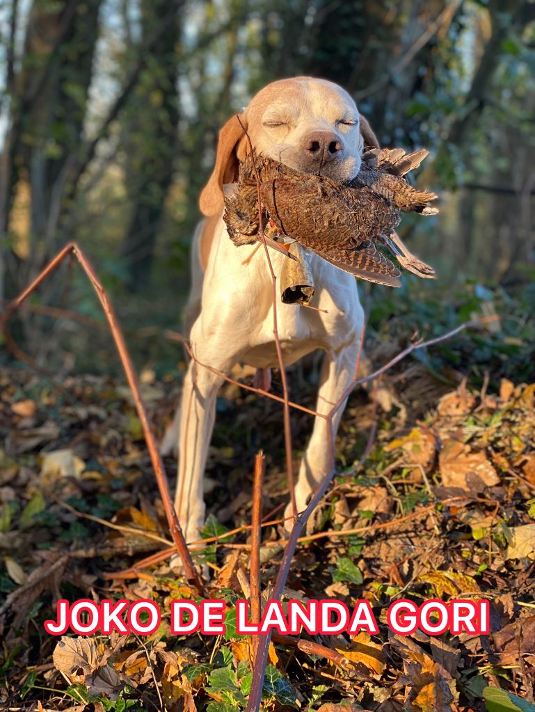 de landa gori - JOKO DE LANDA GORI/Chasse la becasse
