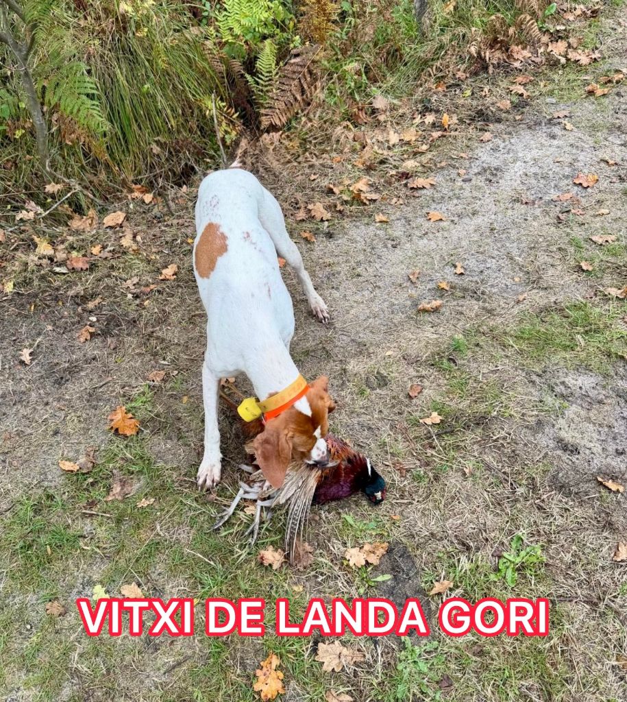 de landa gori - VITXI DE LANDA GORI (15 mois)/Chasse bécasse/LANDES