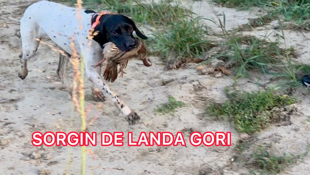 de landa gori - SORGIN DE LANDA GORI/Chasse perdreaux sauvages