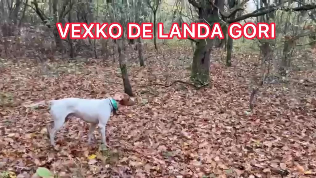 de landa gori - VEXKO DE LANDA GORI/Chasse bécasses /NORD