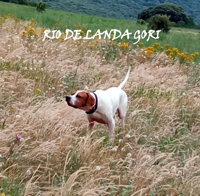 RIO DE LANDA GORI /Prépare l ouverture de la caille