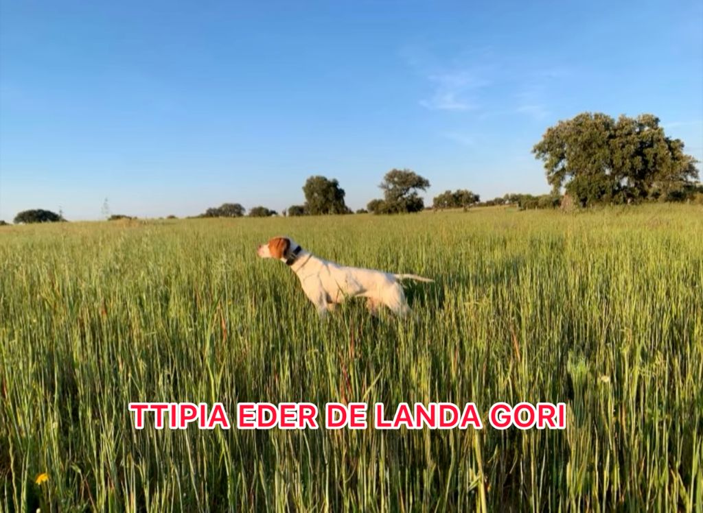 de landa gori - TTIPIA EDER DE LANDA GORI/Entraînement/Espagne
