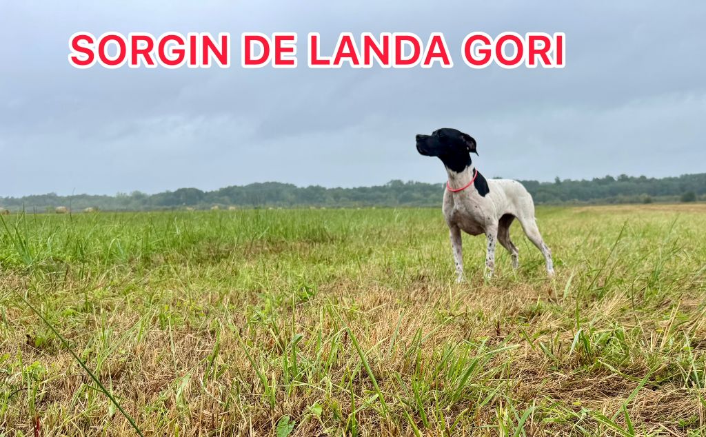 de landa gori - SORGIN DE LANDA GORI/Entraînement