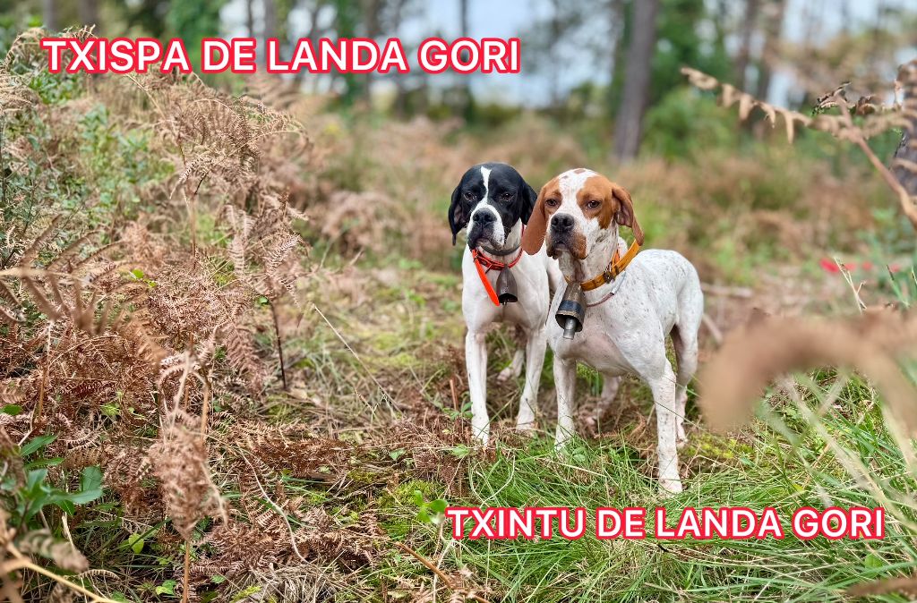 de landa gori - TXINTU et TXISPA DE LANDA GORI/Chasse bécasses/LANDES