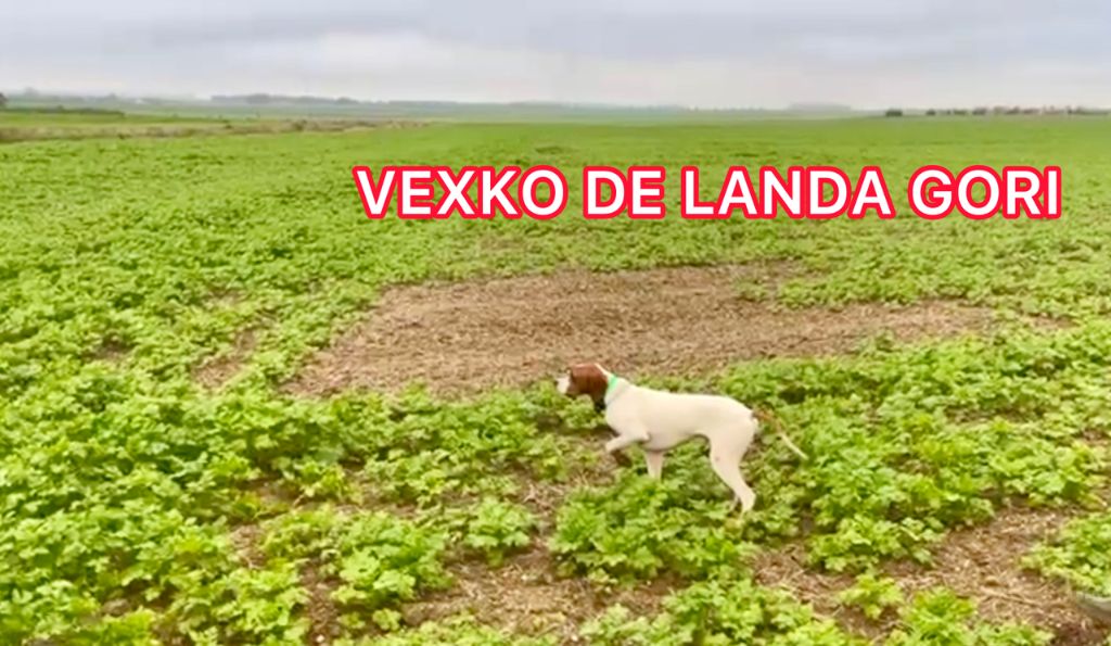 de landa gori - VEXKO DE LANDA GORI/Entraînement Chasse/NORD