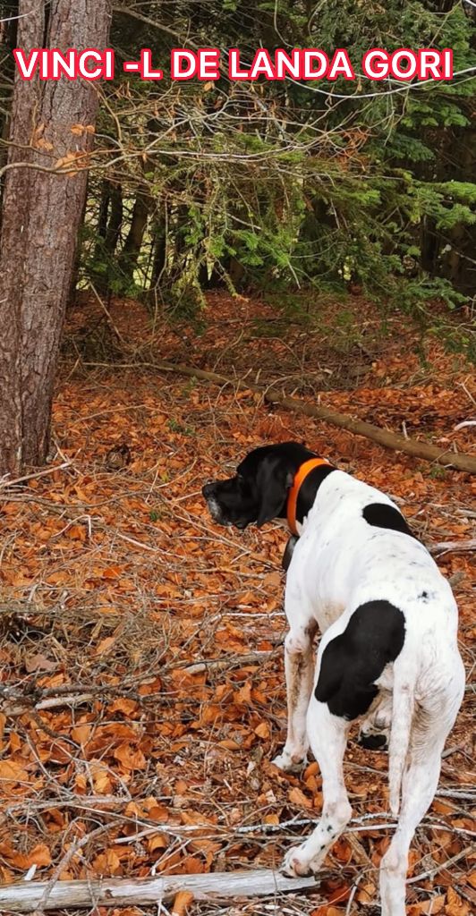 VINCI L DE LANDA GORI/Chasse bécasse/ARDECHE