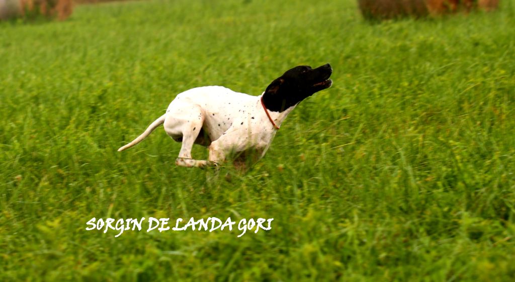 de landa gori - SORGIN DE LANDA GORI/Entraînement 