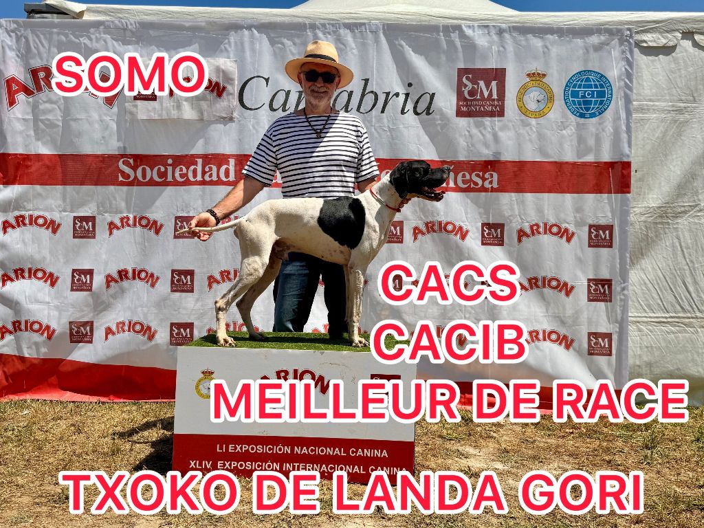 TXOKO DE LANDA GORI/CACS:CACIB/Meilleur e Race SOMO