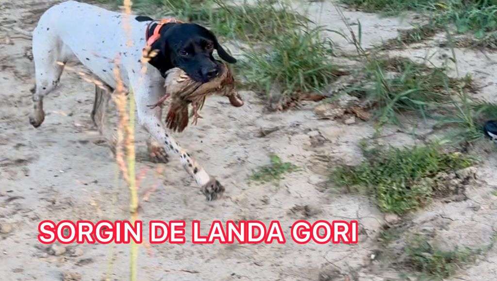 de landa gori - SORGIN DE LANDA GORI/Chasse perdreaux rouges naturels/Villelaure