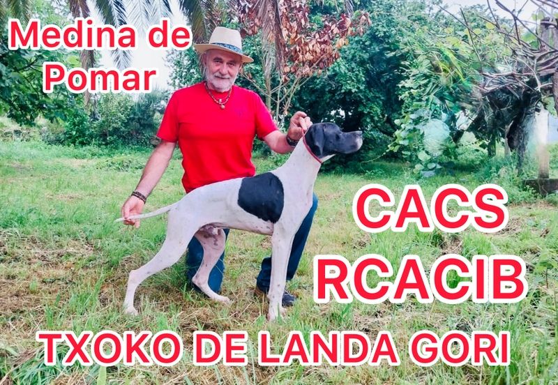 de landa gori - TXOKO DE LANDA GORI/CACS,RCACIB/Medina De Pomar