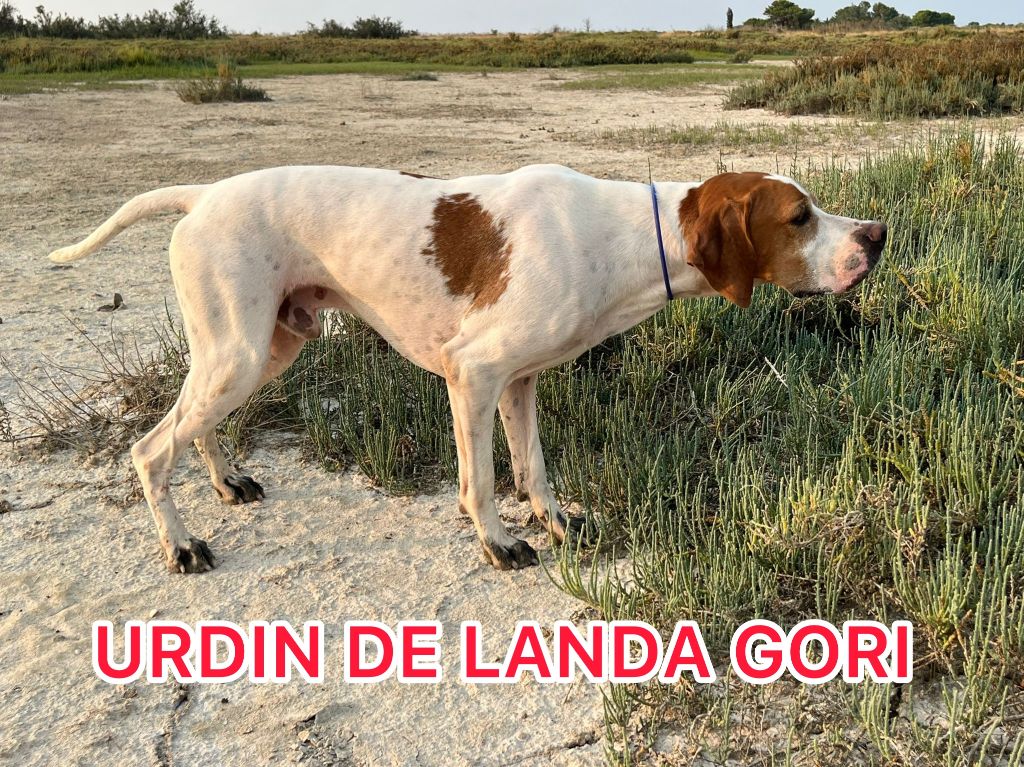 URDIN DE LANDA GORI/Entraînement /Chasse practique