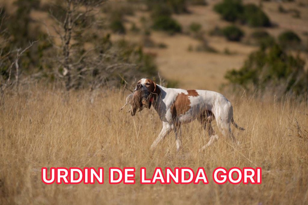 URDIN DE LANDA GORI/Entraînement /Chasse pratique
