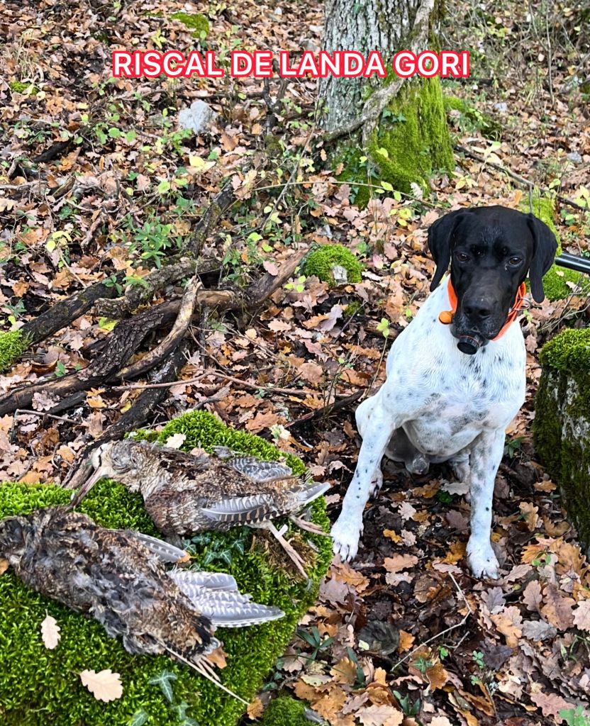 de landa gori - RISCAL DE LANDA GORI/Chasse bécasses/ALPES