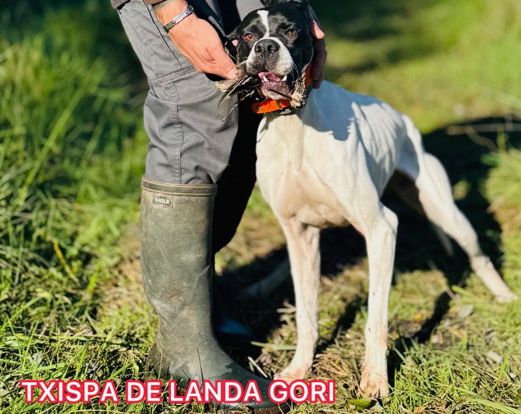de landa gori - TXISPA DE LANDA GORI/Chasse la bécassine/PAYS BASQUE
