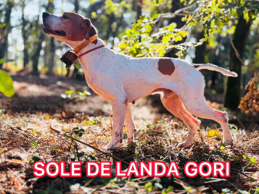 de landa gori - SOLE DE LANDA GORI/Entraînement/Chasse pratique
