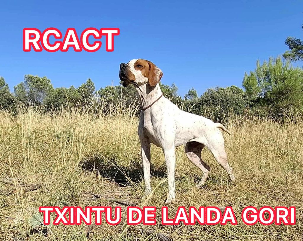 de landa gori - TXINTU DE LANDA GORI/1er EXC/RCACT /CORSE /VAQUERIE/Chasse pratique