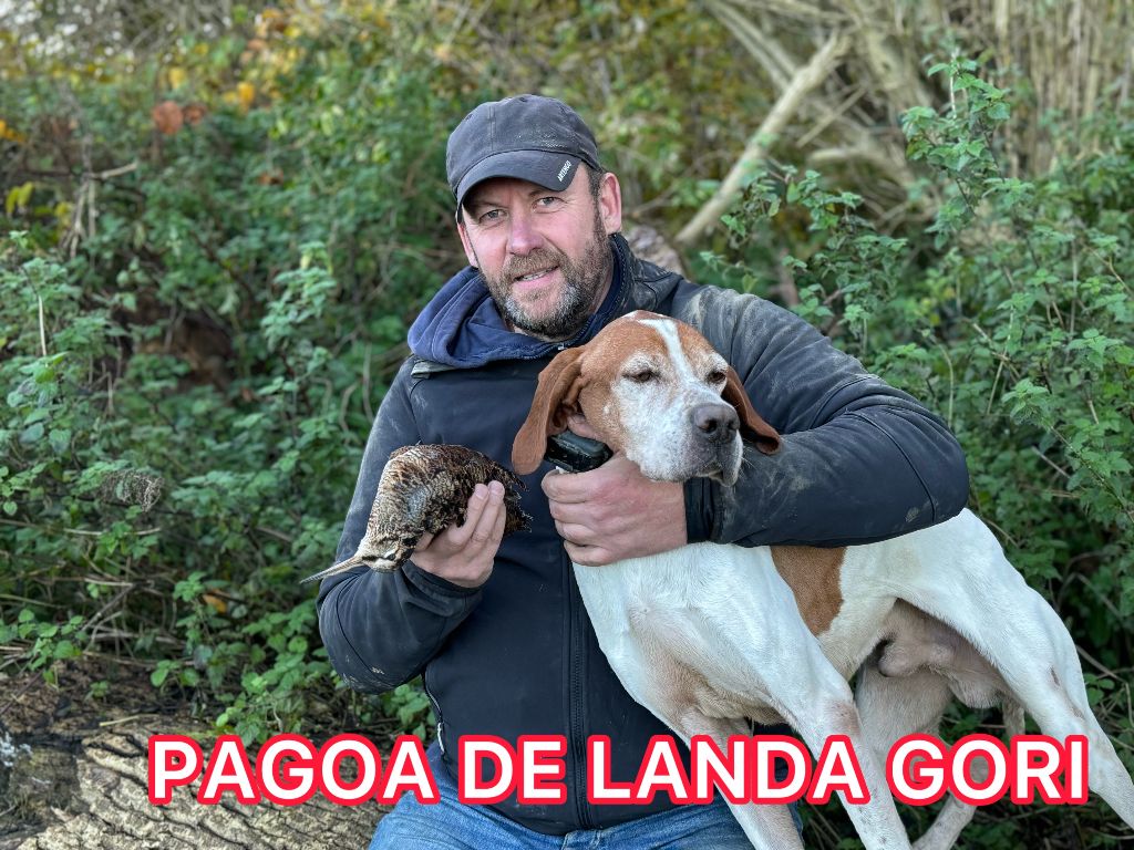 PAGOA DE LANDA GORI /Chasse bécasses/NORD