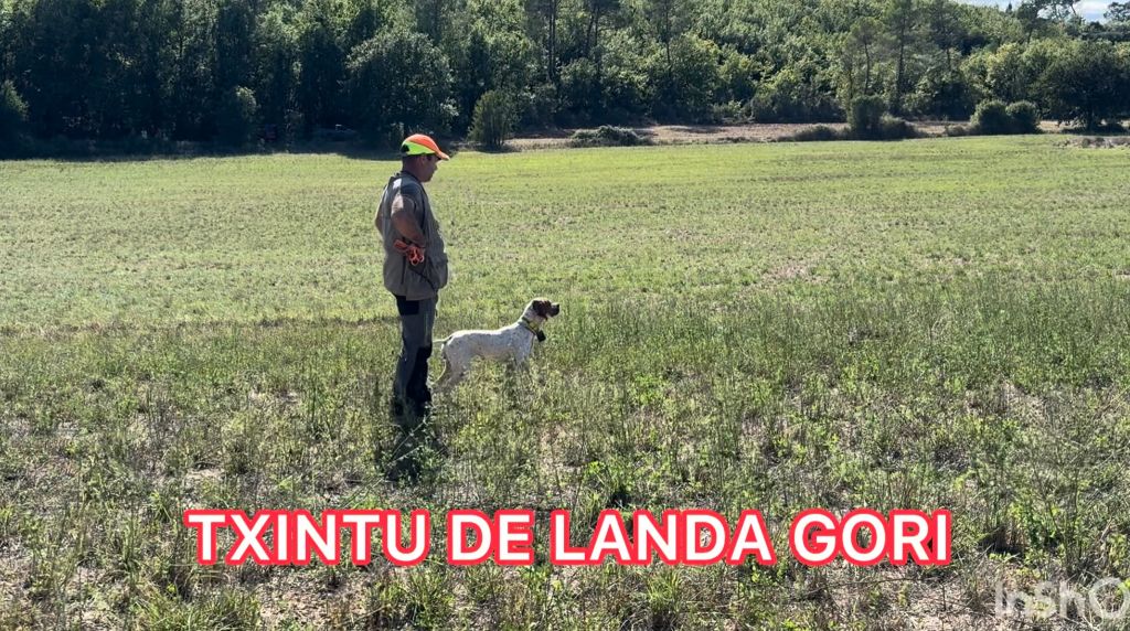 TXINTU DE LANDA GORI/Entraînement/Chasse pratique