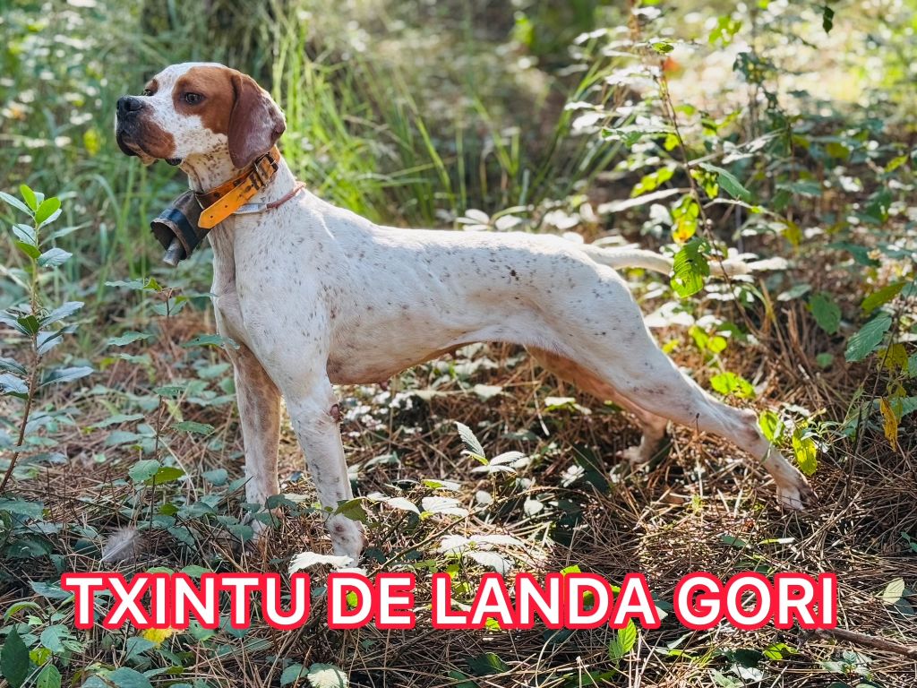 de landa gori - TXINTU DE LANDA GORI/Entraînement/Chasse pratique