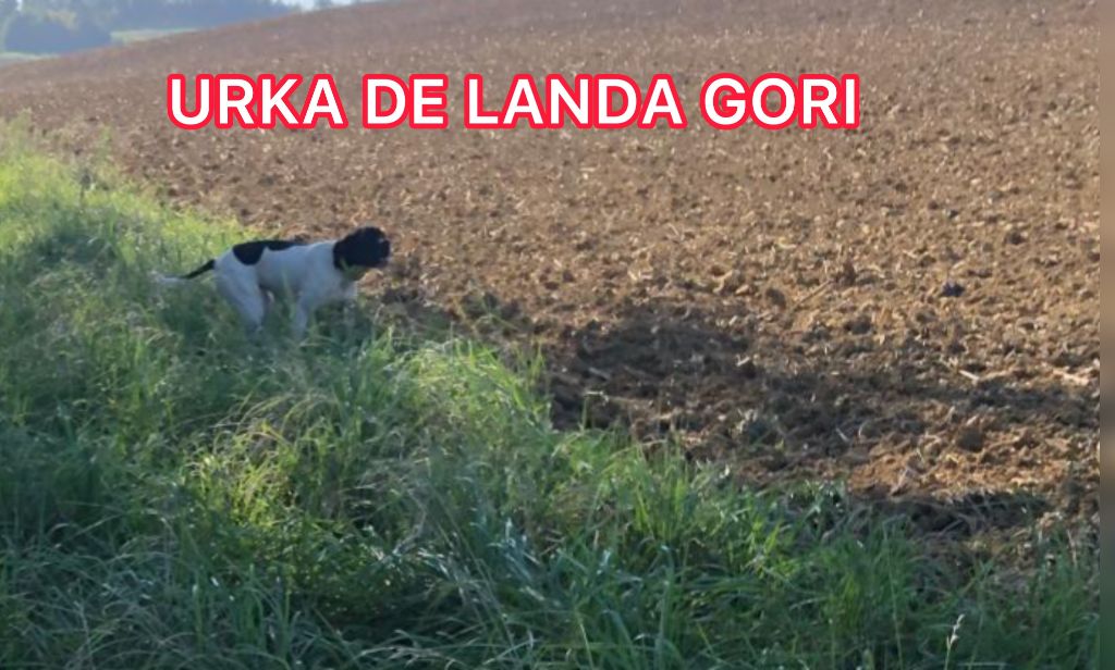 de landa gori - URKA DE LANDA GORI/Chasse le faisan sauvage/Taen et GARONNE