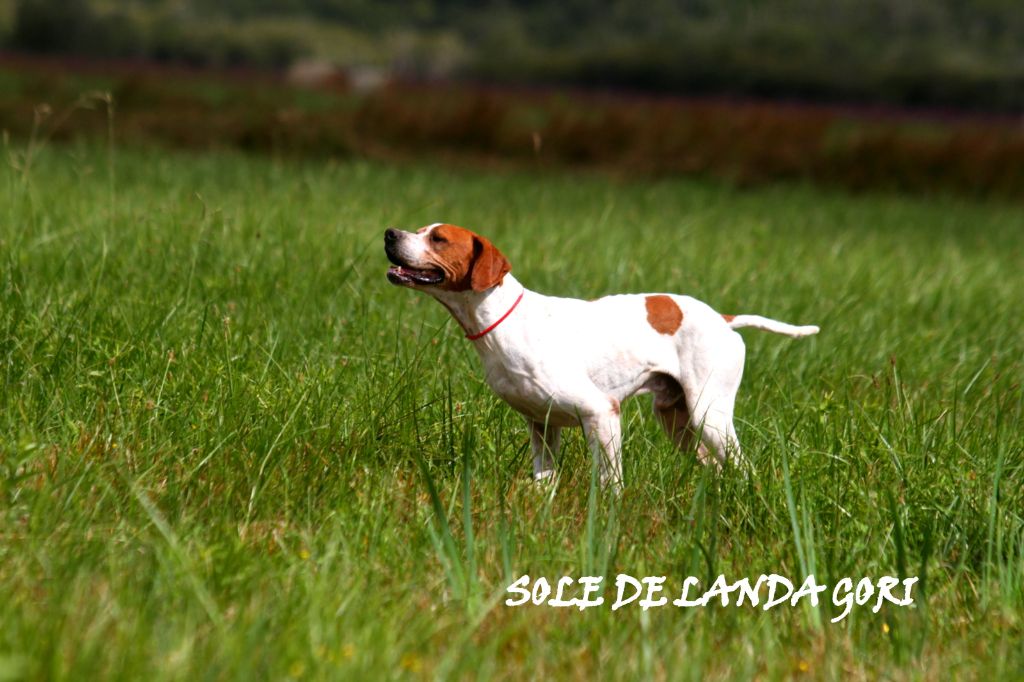 de landa gori - SOLE DE LANDA GORI/Entraînement