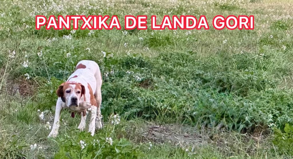 de landa gori - PANTXIKA DE LANDA GORI/Chasse les rouges naturels/VAUCLUSE
