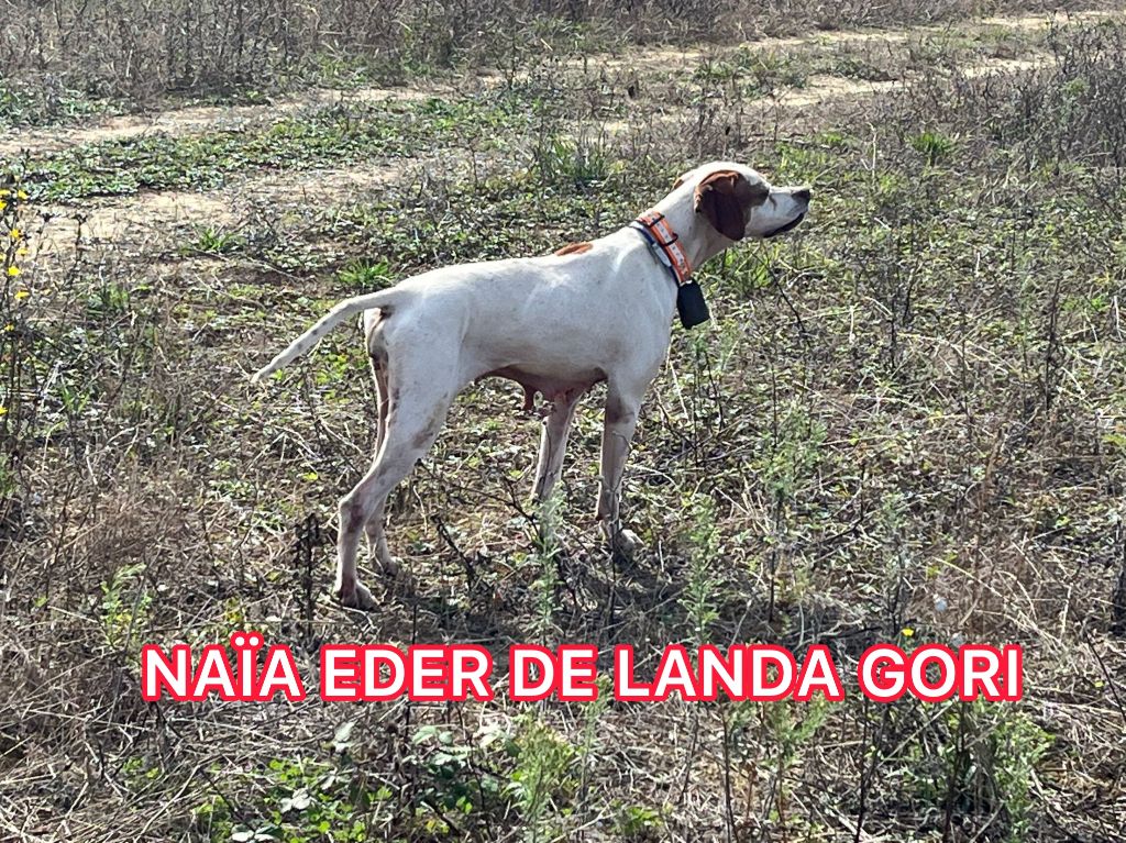 NAÏA EDER DE LANDA GORI/Belle ouverture/Préparation St Hubert