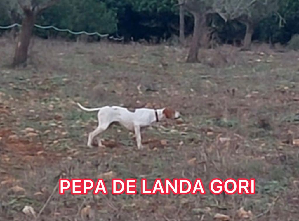 de landa gori - PEPA DE LANDA GORI/Chasse perdreaux sauvages/ÎLES BALEARES