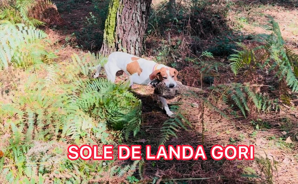 de landa gori - SOLE DE LANDA GORI/Entraînement chasse pratique/LANDES