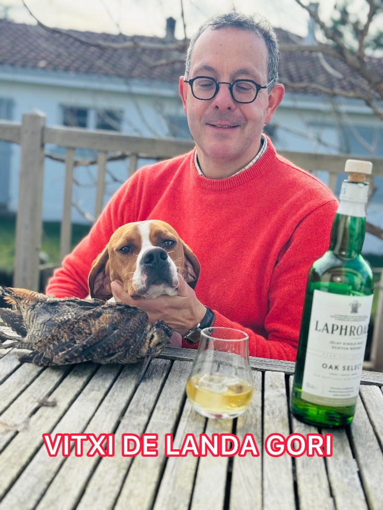 VITXI DE LANDA GORI/Chasse bécasses/LANDES