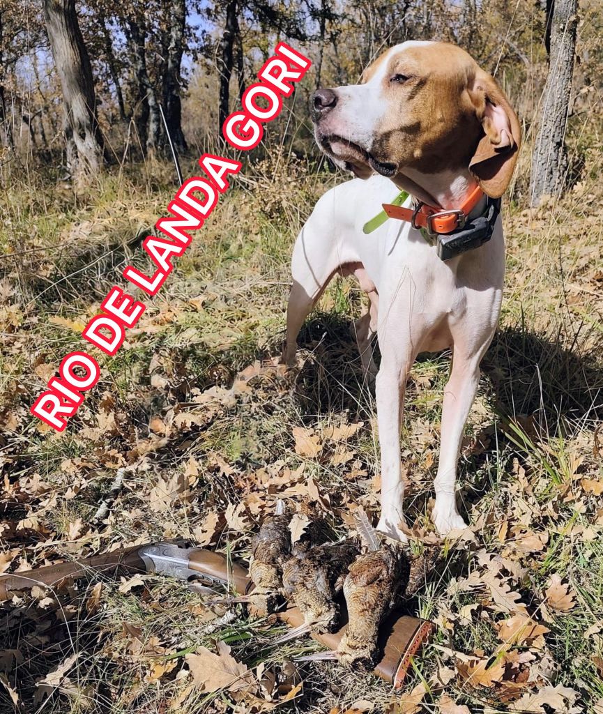 de landa gori - RIO DE LANDA GORI/Chasse bécasses/LA RIOJA