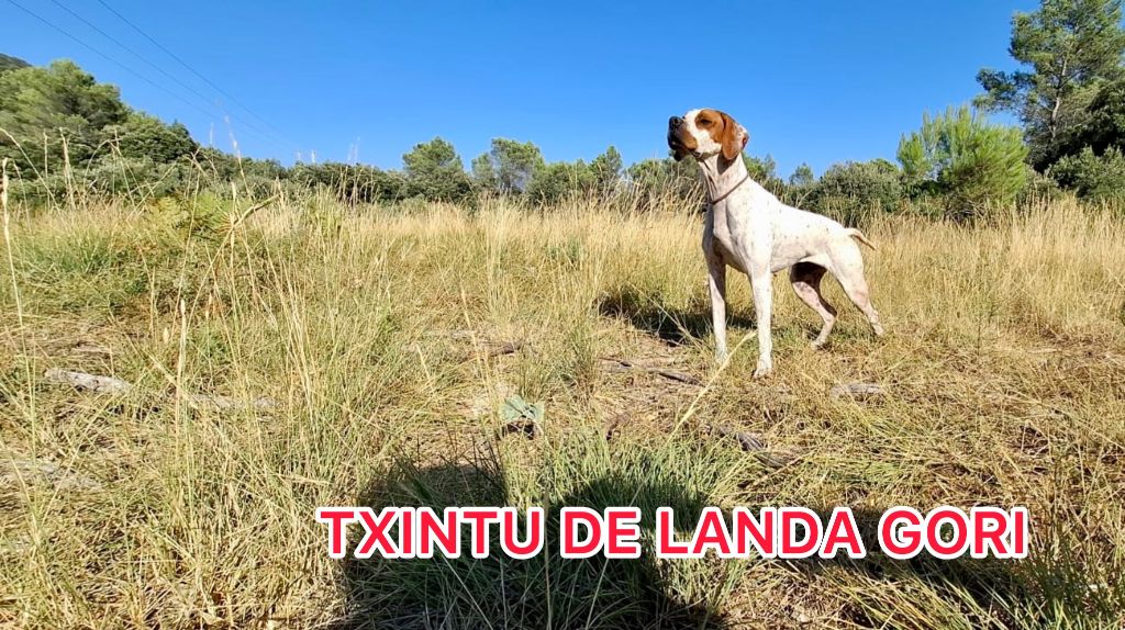 TXINTU DE LANDA GORI/Entraînement/Chasse pratique