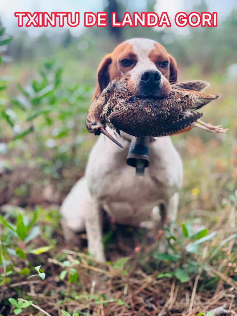 de landa gori - TXINTU DE LANDA GORI/Chasse bécasses/LANDES