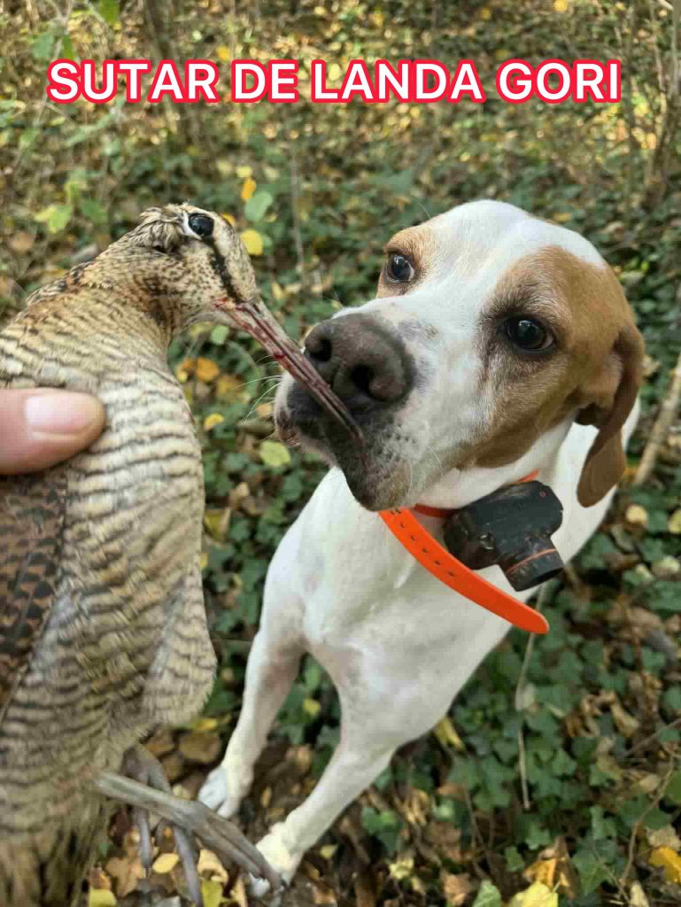 de landa gori - SUTAR DE LANDA GORI/Chasse la bécasse /JURA