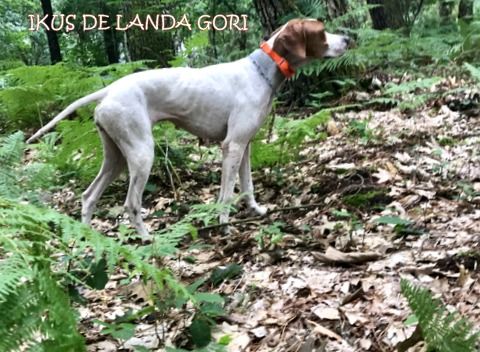 de landa gori - IKUS DE LANDA GORI...Entraînement !!!