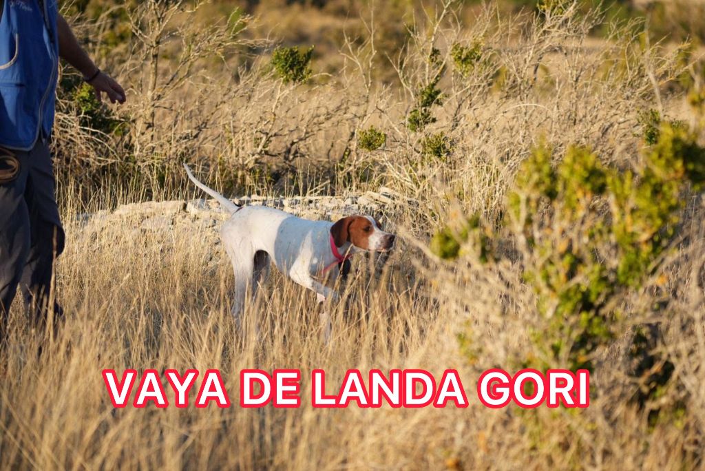 VAYA DE LANDA GORI/Entraînement /Chasse pratique