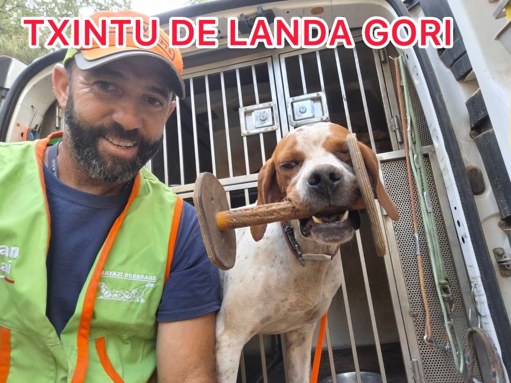 TXINTU DE LANDA GORI/Entraînement/Chasse pratique