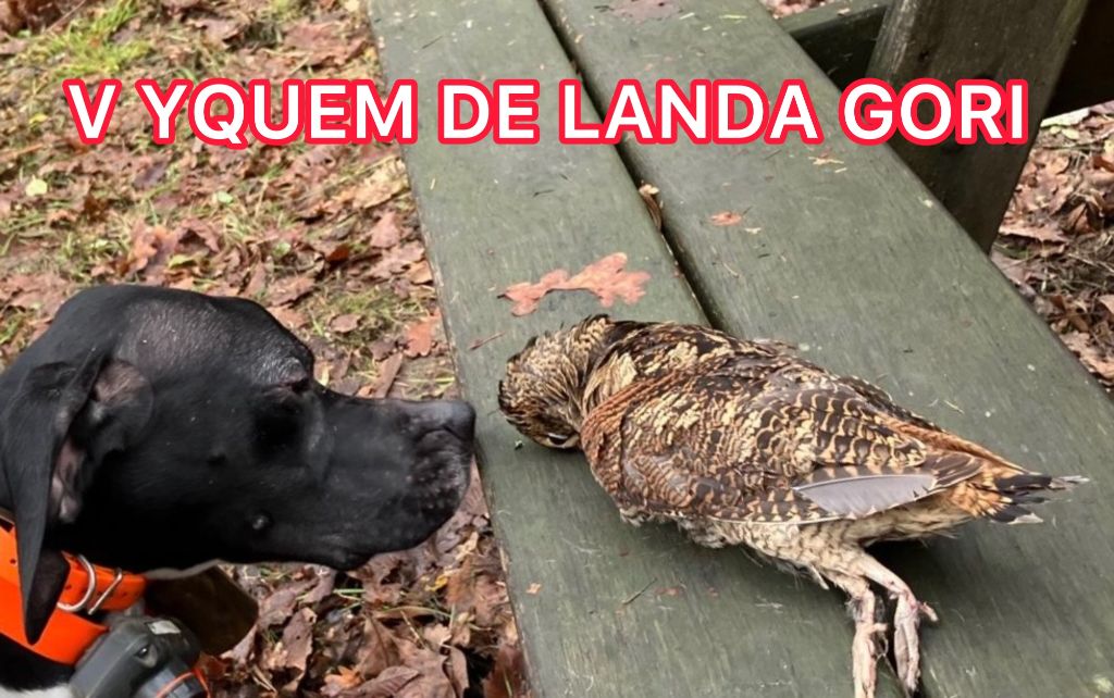 V EYQUEM DE LANDA GORI/Chasse bécasses/Nord