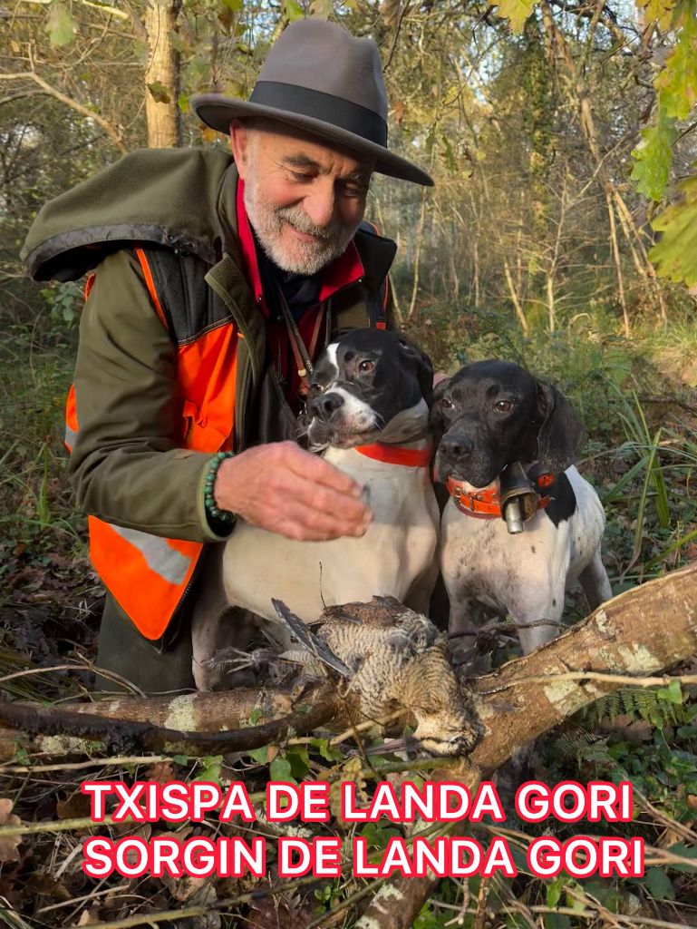 SORGIN et TXISPA DE LANDA GORI/Chasse bécasses /LANDES
