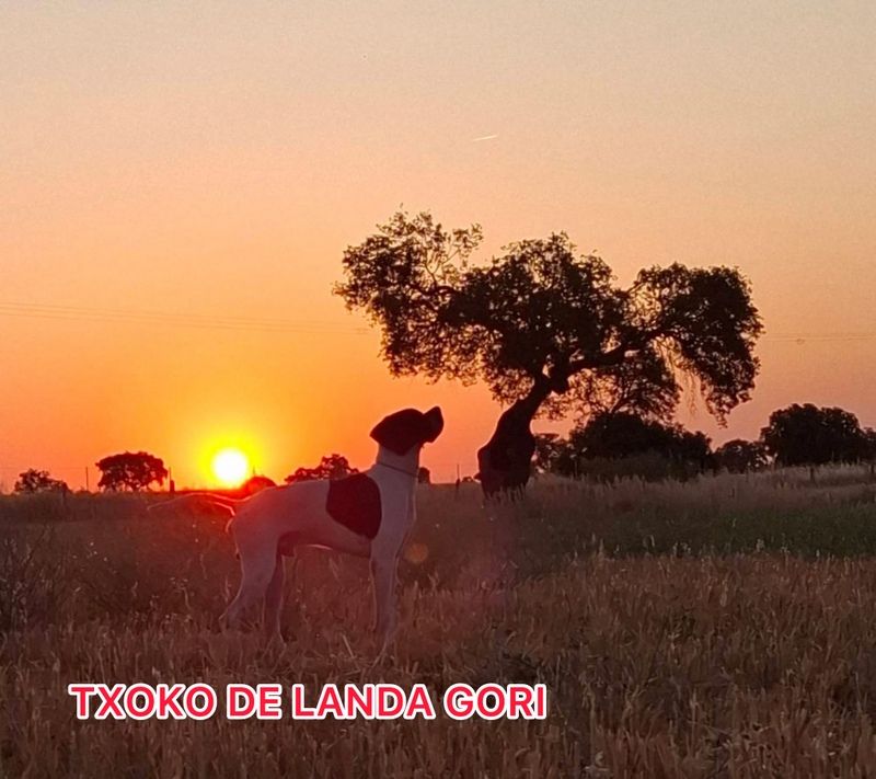 TXOKO DE LANDA GORI/entraînement /Andalucia