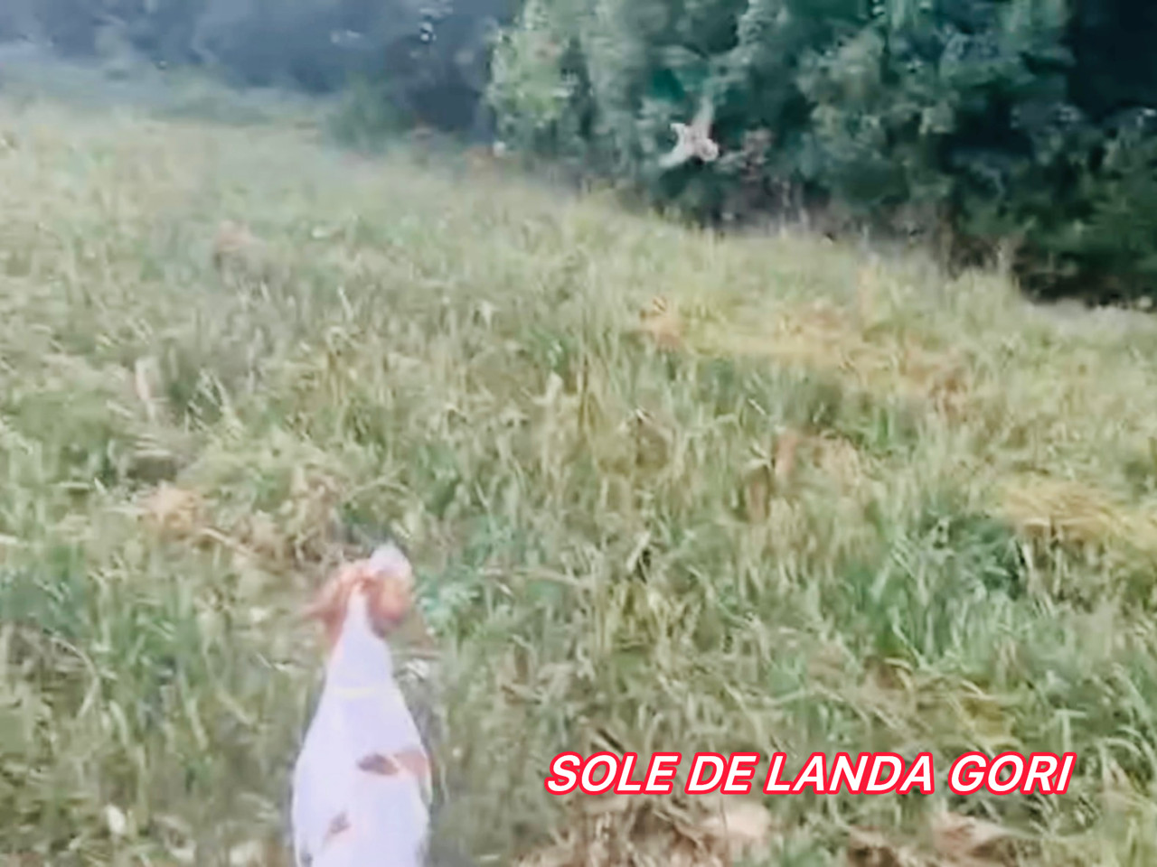 POINTERS DE LANDA GORI 94