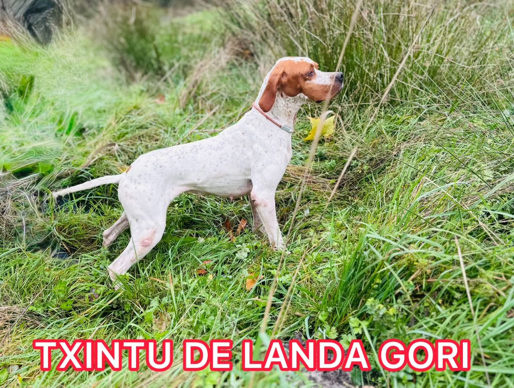 POINTERS DE LANDA GORI 90
